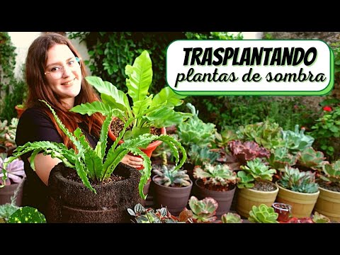 Trasplantando plantas de sombra // HELECHOS PILEAS Y BOINA DE VASCO + te cuento sus CUIDADOS