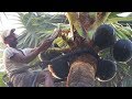 Toddy Sap | Palmyra Palm juice natural | THATI KALLU | neera sap | JUICE of tala palm