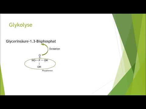 Glykolyse einfach erklärt | Biologie | Nachhilfe