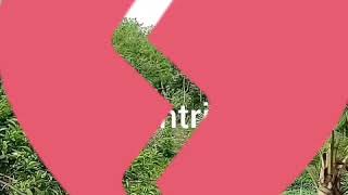 Download lagu Syair santri salafy(mencintai dalam diam) mp3 Download lagu Syair santri salafy(mencintai dalam diam) mp3