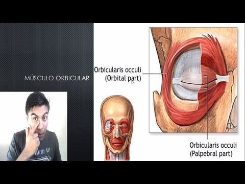 Anatomia do olho (O vídeo mais completo em português)