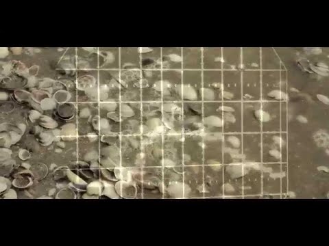 Gondwana feat. Mellow Mood - More Than I Can Say