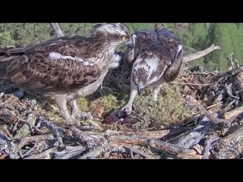 Broken egg? Louis the Loch Arkaig Osprey appears to stand on his eggs! 1 May 2022 (zoomed)
