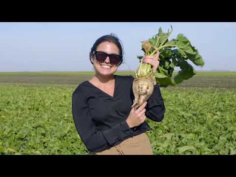 The Real Sugar Story