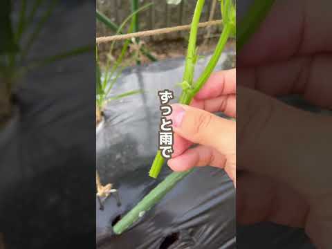 トマトを雨から守るには？ 3 つの効果的で創造的なテクニック  庭園