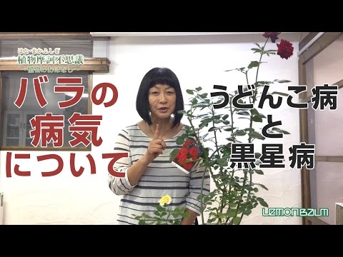 バラの茂み、マルソニアの黒い斑点