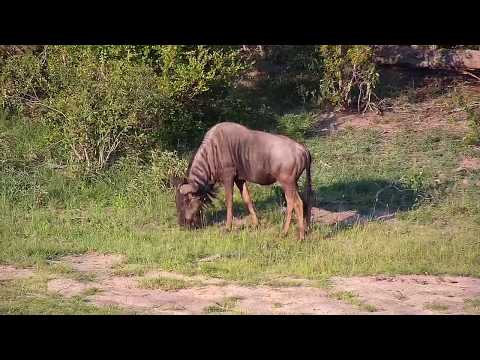 Djuma: Wildebeest bull - 17:36 - 12/25/19