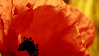 Thomas Newman - Red Bathing Suit (Nature Background)