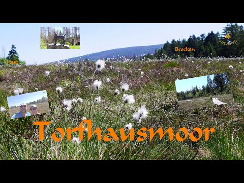 Das große Moor | Harz#07 | Torfhausmoor | JOZZILIKE