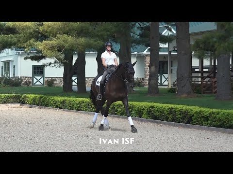 Ivan ISF at Iron Spring Farm, June 2020 -  SOLD