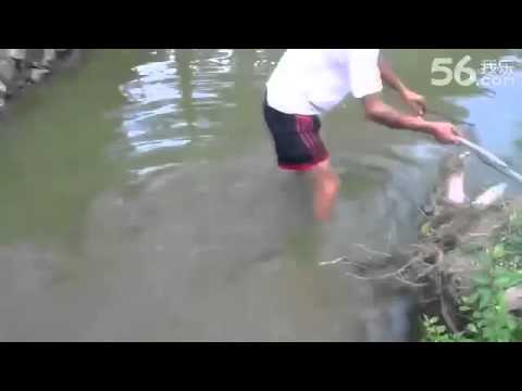 This is NOT How You Catch an Electric Eel Electrophorus electricus