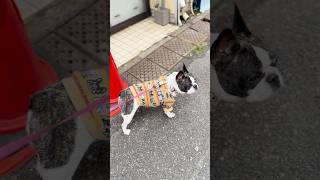 カート乗りたいけどアピールが下手な愛犬