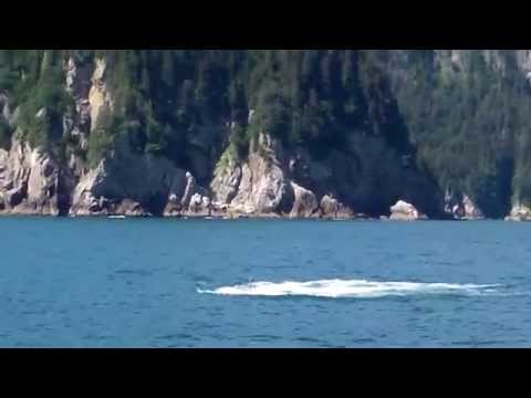 Orca (killer whale) Breaching 4 times in a Row!!!