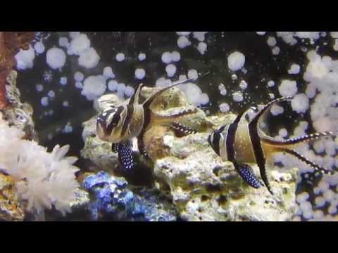 Banggai Cardinalfish pair paternal mouthbrooding and female courtship dance