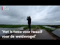 Kunnen deze boeren de weidevogels redden? | RTV Utrecht