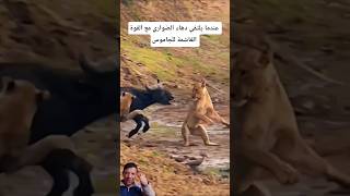 عندما يلتقي مكر المفترس مع القوة الغاشمة #shorts