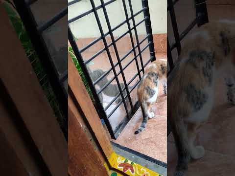 Cats and Kitten #cat #browncat #catcare #kitten #whitecat #catlover #cute #catlove