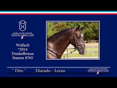Holsteiner Elite-Reitpferdeauktion 2019 | Nr. 131 - Dito v. Diarado-Loran