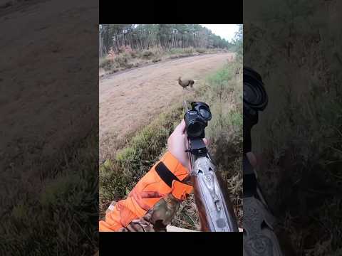 Hunting a very fast deer  🦌 #hunting #chasse #moose #deer