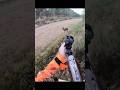 Hunting A Very Fast Deer Hunting Chasse Moose Deer