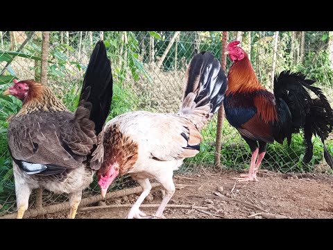 Yellow Legged Hatch to Sweater Roundhead hens