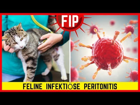 FIP CAT? Meaning, Symptoms & Treatment of Feline Infectious Peritonitis