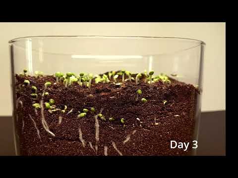 Chia Seeds Growing – 15 Days Time-Lapse