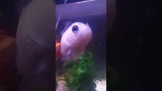 Download lagu Rizki itu beda beda #quotes #motivasihidup #shortvideo #videos mp3