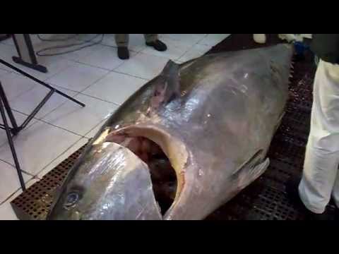 O maior atum já pescado, 470 Kg. (BlueFin)