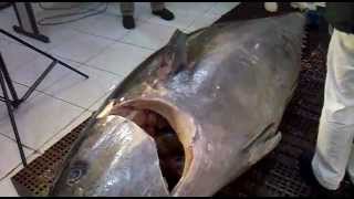 O maior atum já pescado, 470 Kg. (BlueFin)