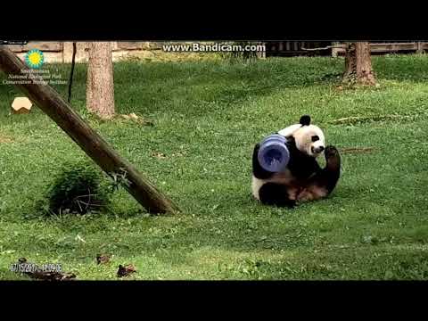 2017.07.15 Mei Xiang's tea time