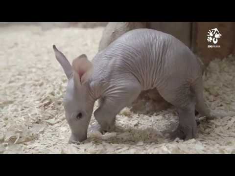 Zoo Praha: První dobrodružství malého hrabáčka
