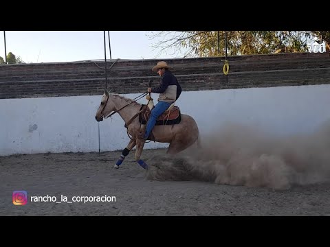 EL CAMINO AL FUTURITY VIP - Capítulo 12 (Parte 3)