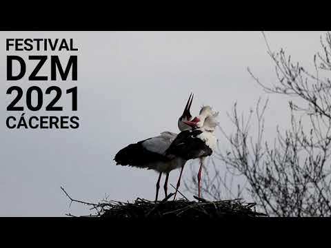 Cartel Festival DZM 2021