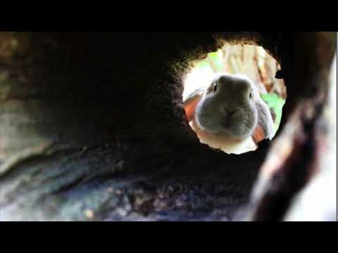 Video thumbnail for Sugnu comu un cunigghiu