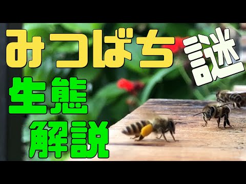 , title : 'ミツバチの一生　働き蜂の仕事　女王蜂の役割　分蜂とは　謎の生態解説　字幕付き【日本ミツバチ庭先養蜂家】【庭先養蜂家】'