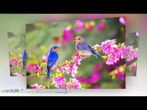 Xuân quê tôi - Cẩm Ly