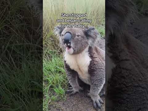 She needed help the entire time…. #wholesome  #animals