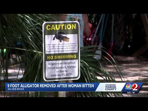Alligator Backpage