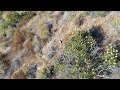 American Red Tail Hawk A Bird Of Prey In It S Natural Habitat In Spring Valley California USA 4K UHD