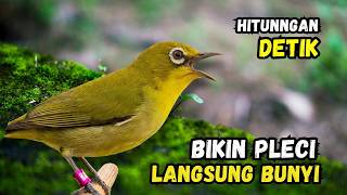Download lagu Pleci Betina Birahi Memanggil Jantan, Pleci Jantan Langsung Gacor mp3
