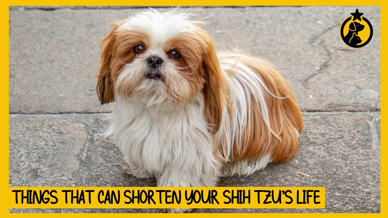 5 Common Mistakes That Can Shorten Your Shih Tzu’s Life