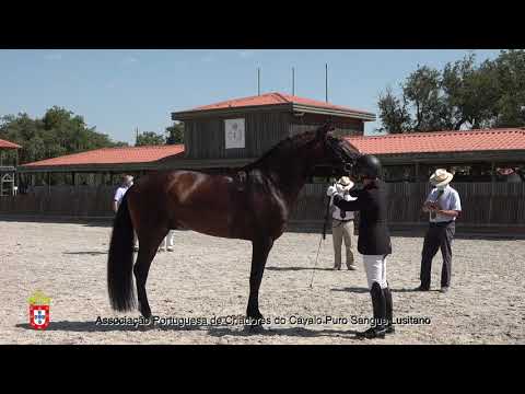 210717 7 Nobre do Saramunheiro - Aprovação de Garanhões
