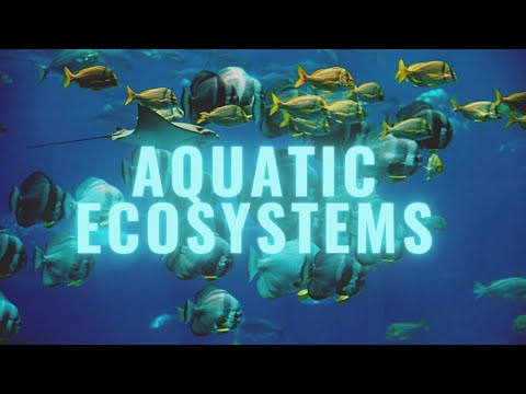 YouTube video about: How do ecologists classify aquatic ecosystems?