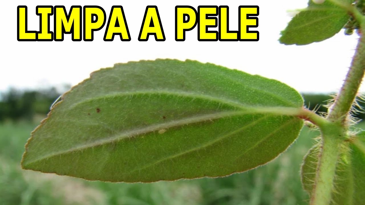 Feridas, Úlceras, Melasmas e Tonturas #Remédio Caseiro 💖 MARILENE SARAH FIALHO