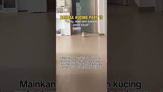 Download lagu Bahasa Kucing Part 13 😻 mp3