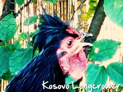 Kosovo Longcrower