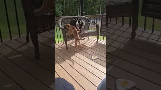 Video preview image #1 German Shepherd Dog-Unknown Mix Puppy For Sale in Woodbury, NY, USA