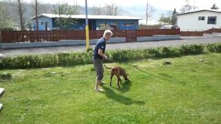 preview picture of video 'Kira, 11 month old Ridgeback'