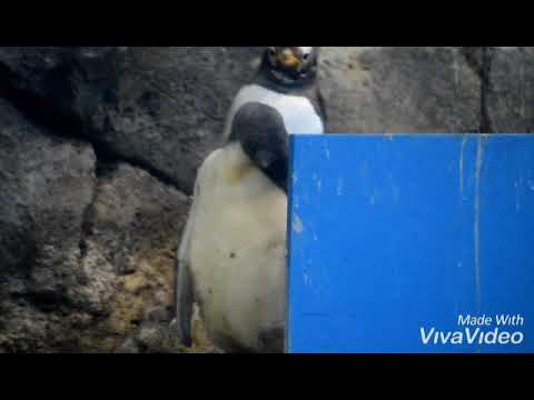 長崎ペンギン水族館のジェンツーペンギンヒナ 2020/10/4